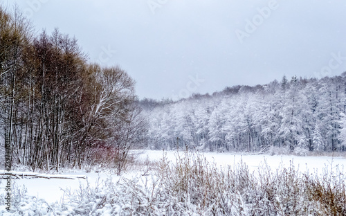 Wallpaper Mural Frozen lake in the forest, covered with snow, a log covered with snow lies in the lake, in the background trees covered with snow, you can see the sky, daytime, beautiful nature, winter in the forest Torontodigital.ca