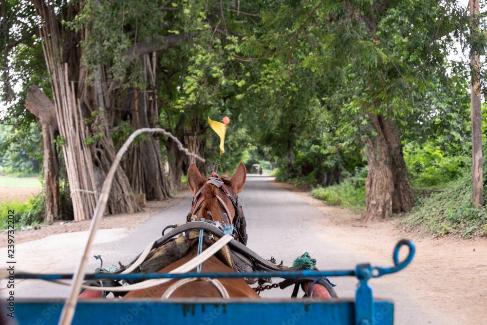 Caballo con carroza, Myanmar