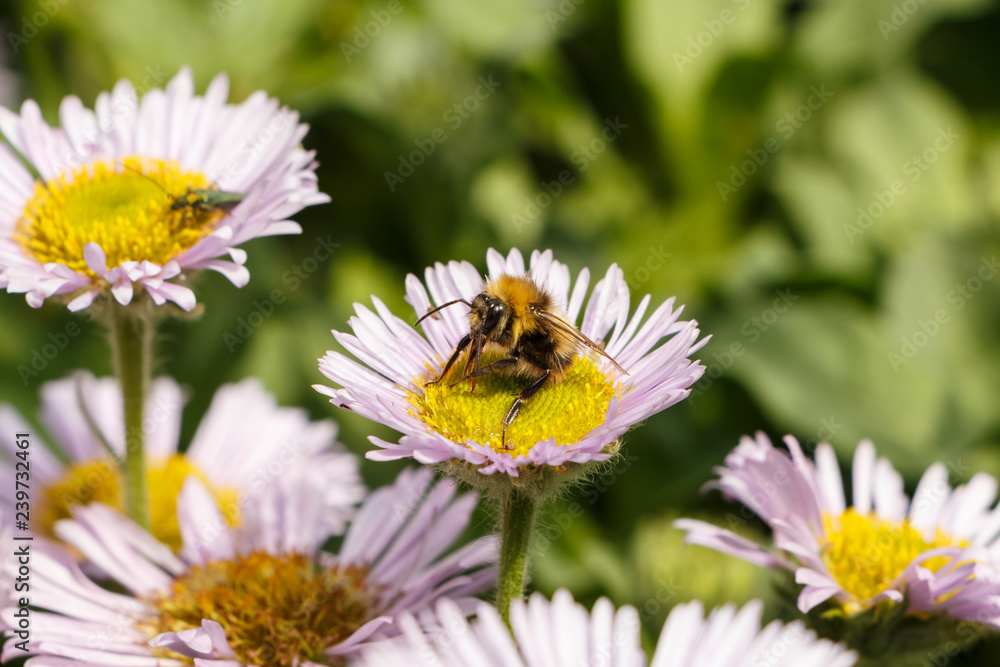 Abeille sur fleur de vergerette glauque Abeille sur fleur de vergerette glauque