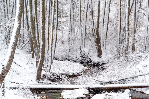 Beautiful winter forest, in the center of the image stream, trees in the snow, daytime, you can see the sky squat snow-covered trees, a few logs lie in the creek
