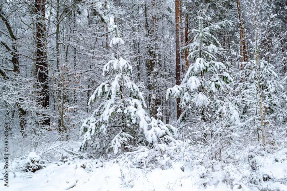 winter day in the forest, a lot of snow, trees covered with snow, beautiful nature, with the alone pine in the center, covered with snow winter day in the forest, a lot of snow, trees covered with snow, beautiful nature, with the alone pine in the center, covered with snow