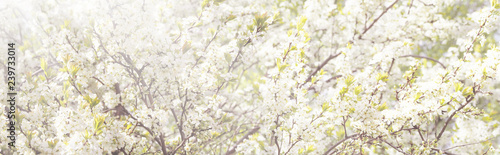 Spring blooming garden, toned spring background. Orchard, panoramic view, sunlight © ANGHI