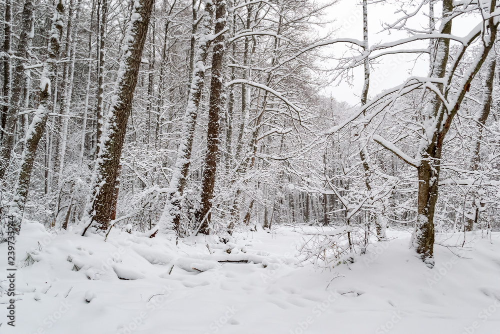 winter day in the forest, a lot of snow, trees covered with snow, beautiful nature winter day in the forest, a lot of snow, trees covered with snow, beautiful nature