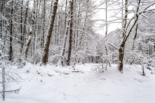 winter day in the forest, a lot of snow, trees covered with snow, beautiful nature