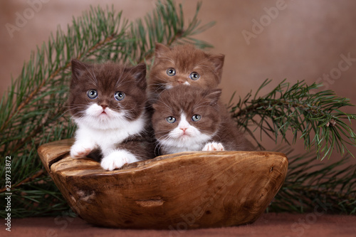 Drei Katzenbabys in Holzschale 