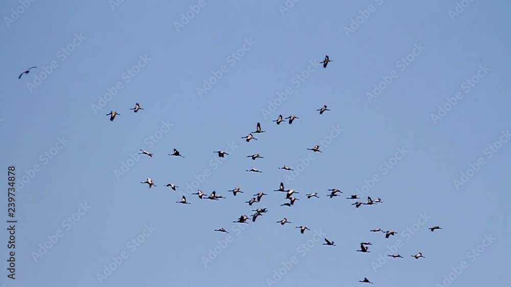 Common Crane flying on blue sky Common Crane colony migrating flying in the sky Common Crane flying on blue sky Common Crane colony migrating flying in the sky