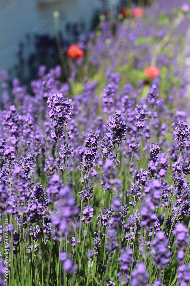 Obraz premium Lavendel und Mohn 2