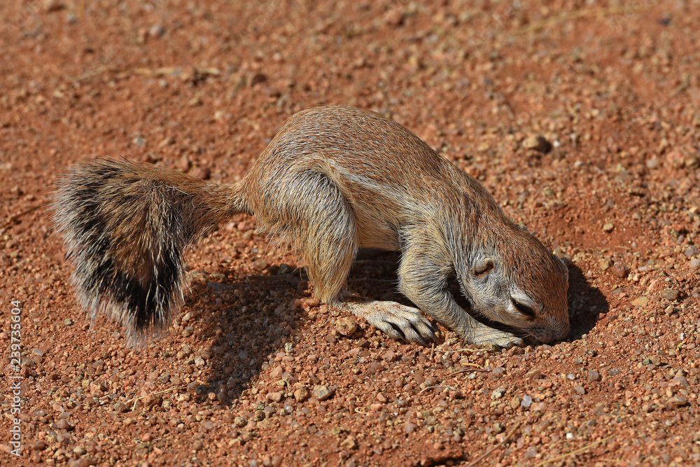 Obraz premium Afrikanisches Borstenhörnichen (xerus inauris) bei Solitaire in Namibia