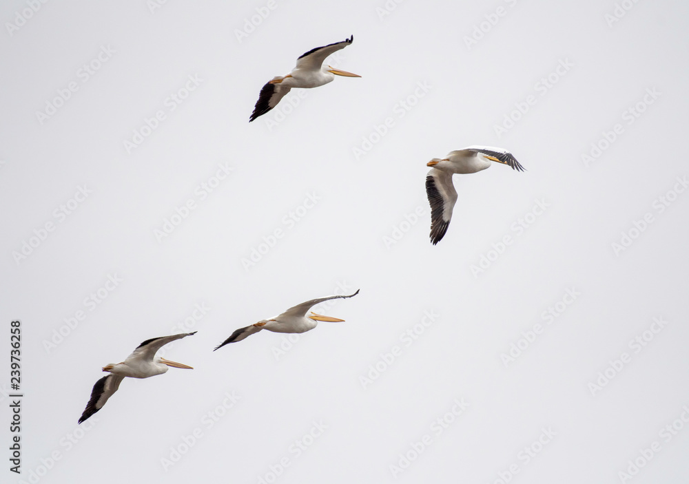 Pelican in flight