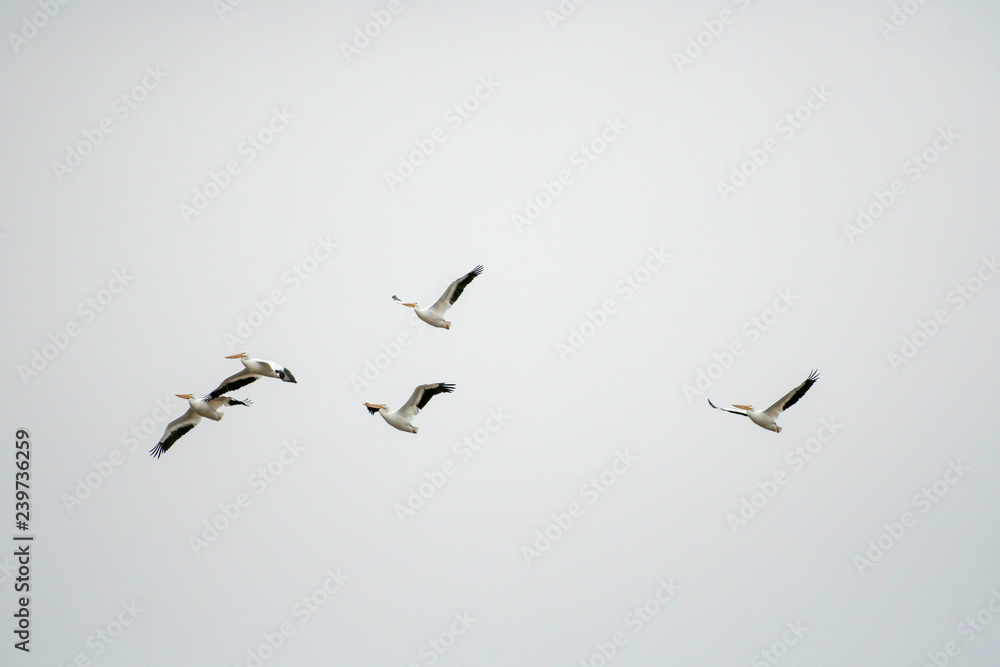Obraz premium Pelicans in flight