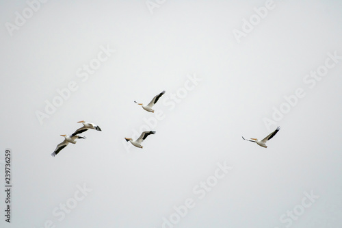 Pelicans in flight © Allen