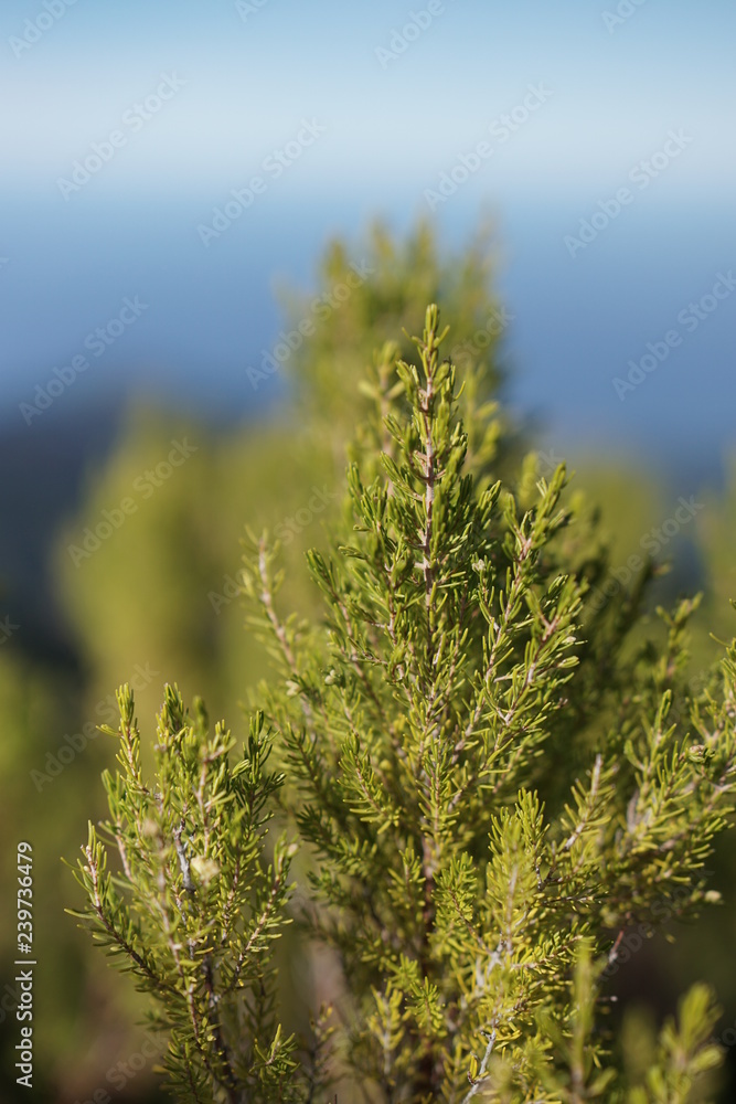 Pico Ruivo Madeira Portugal