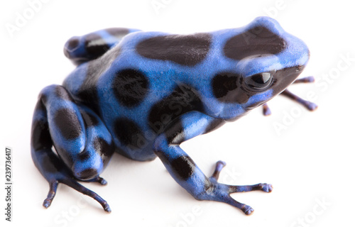 blue poison dart frog, Dendrobatees auratus. A poisonous animal from the rain forests of central America isolated on white background. photo