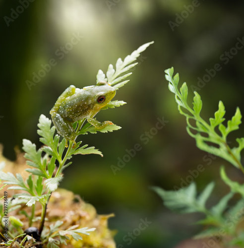 Small pristimantis frog, in Amzon rain forest photo