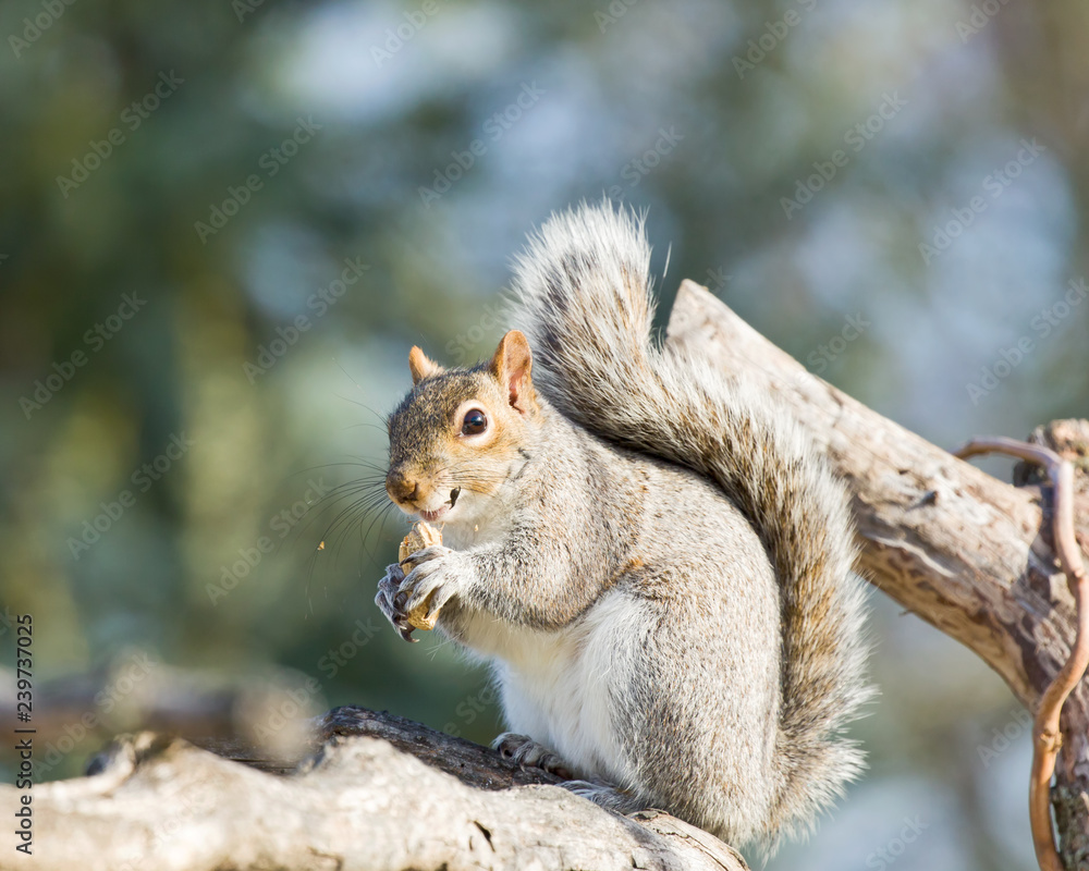 Squirrel Squirrel