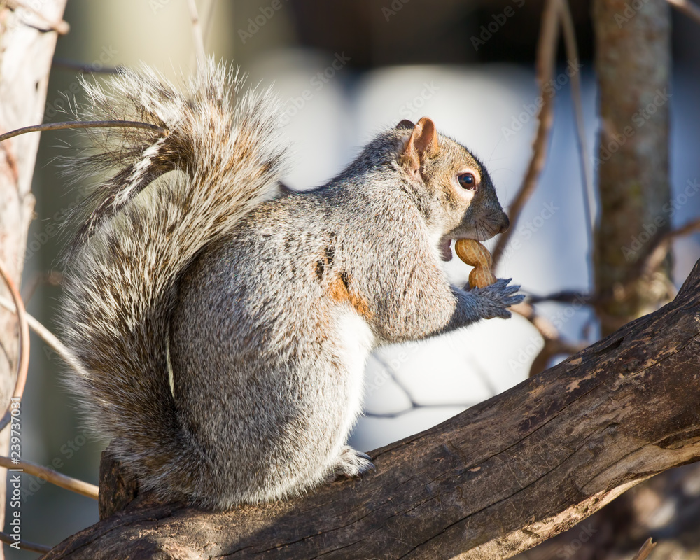 Obraz premium Squirrel 