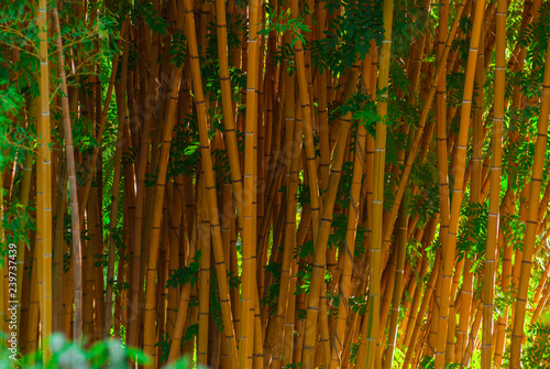 background - bamboo trunks