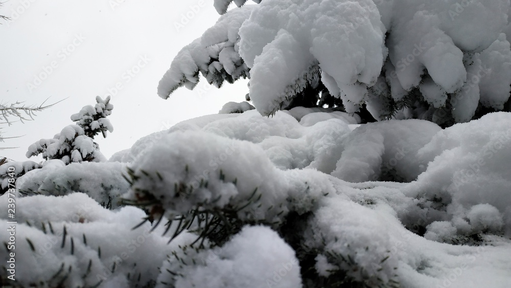 Spruce under the snow. Christmas tree under the snow in the city center. The snow covered the branches of the Christmas tree.