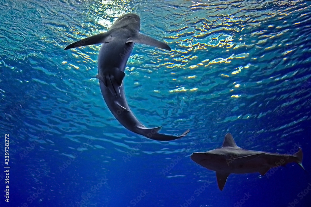 Obraz premium Two blue-gray sharks swim under water in the sea, bottom view. Underwater observatory on the Red Sea, Eilat, Israel
