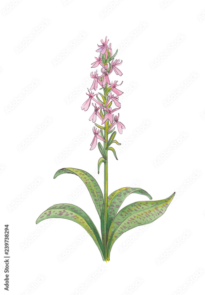 Naklejka premium Pink orchis on white background.