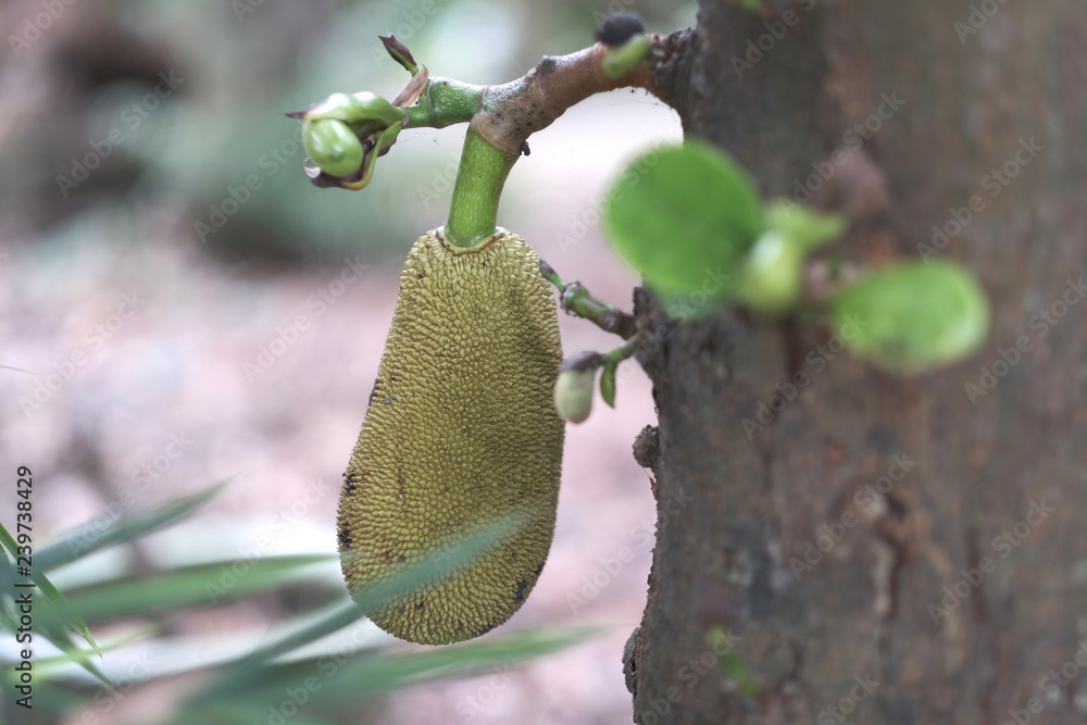 Exotic green rough copper fruits of Indian breadfruit with leaves on the trunk Exotic green rough copper fruits of Indian breadfruit with leaves on the trunk