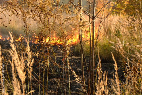 Flames of fire in the forest. Dry grass in the fire.