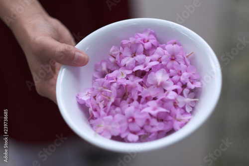 Female hand with a porcelain cup filled with petals of lilac flowers