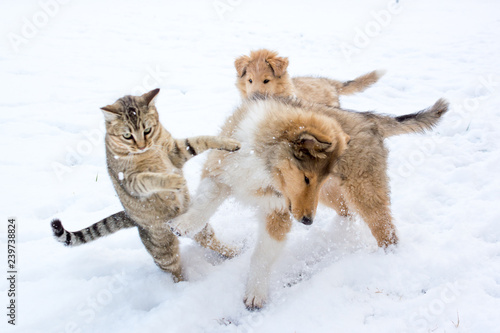 Tabby cat and rough collie puppy fighting in the snow