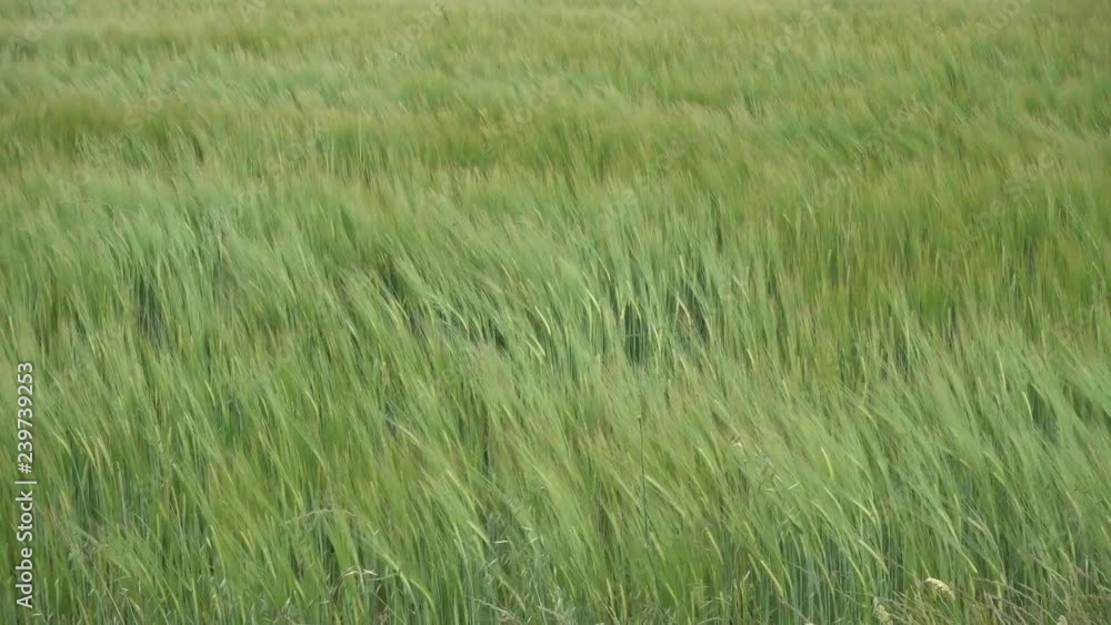 barley cornfield in the wind, creating beauitiful green waves barley cornfield in the wind, creating beauitiful green waves