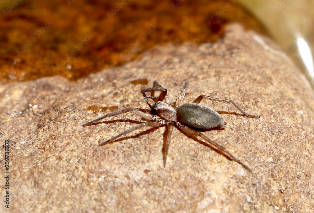 spider on rock spider on rock