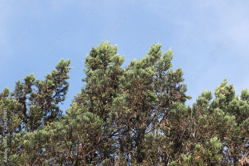 Fototapeta premium sky blue and green tree