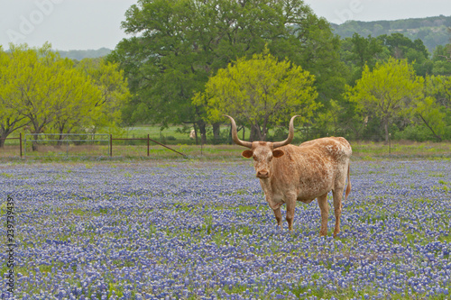 Longhorn steer in field of wildflowers