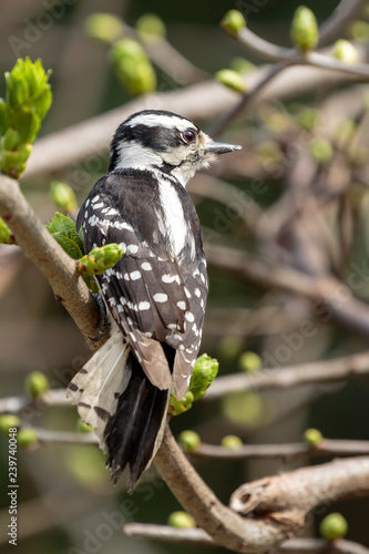 Downy woodpecker © Steve Biegler