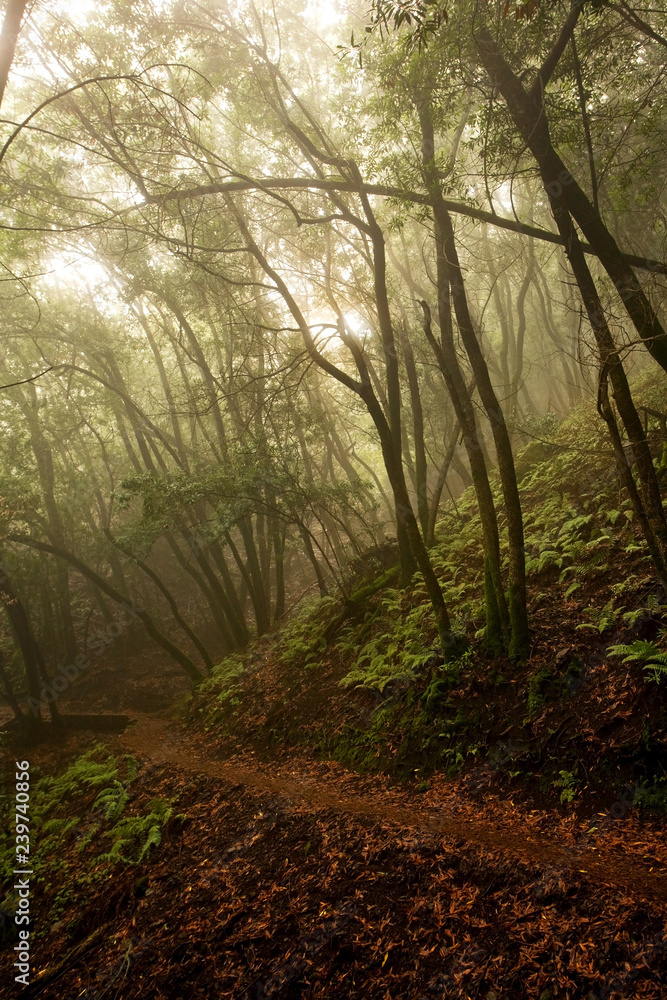 Fototapeta premium Eerie Foggy Forest Scene in Coastal California
