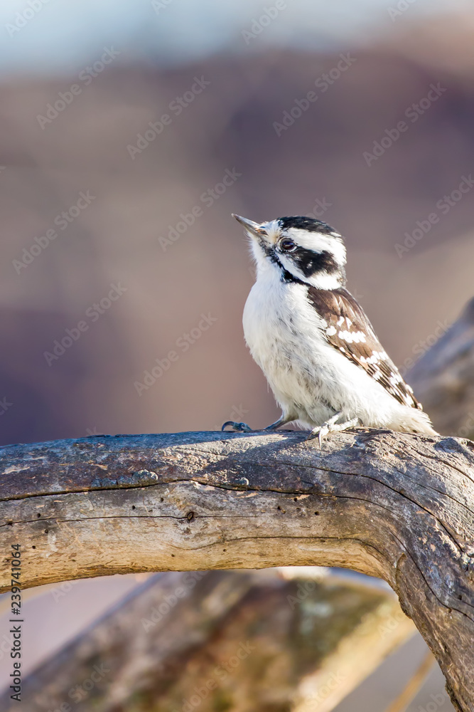Fototapeta premium Downy woodpecker