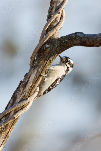 Downy woodpecker