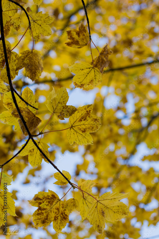 Autumn leaves Autumn leaves
