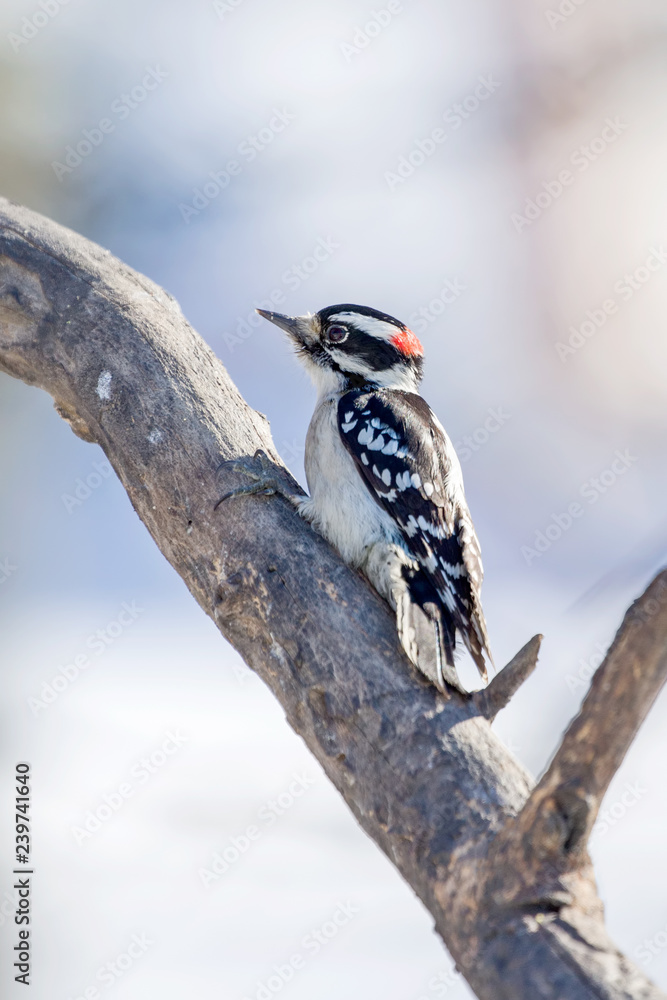 Obraz premium Downy woodpecker