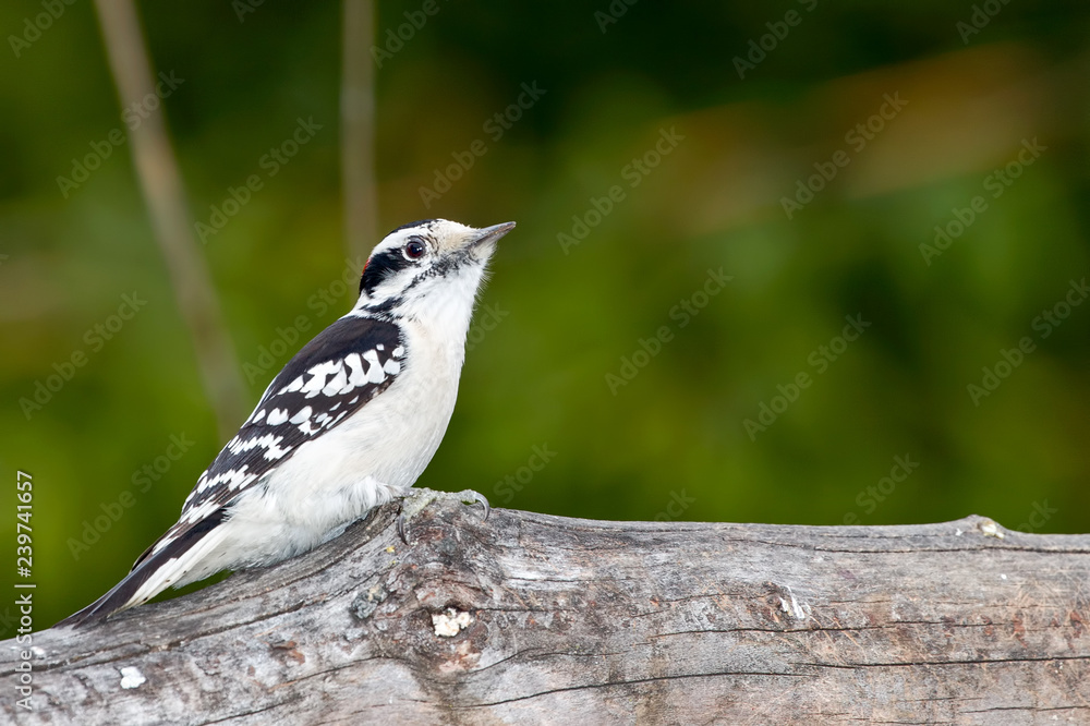 Obraz premium Downy woodpecker