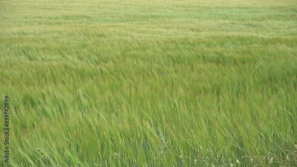 barley cornfield in the wind, creating beauitiful green waves barley cornfield in the wind, creating beauitiful green waves