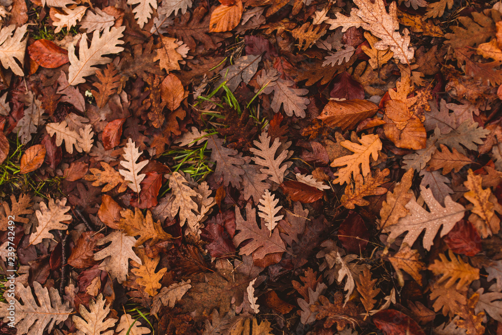 Autumn background. Dry orange foliage lying on asphalt. Fallen oak leaves on road. Autumnal concept.