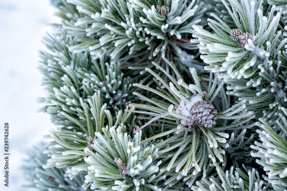 Winter frost on pine tree Winter frost on pine tree