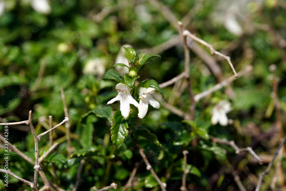 Klippenziest (Prasium majus) Klippenziest (Prasium majus)
