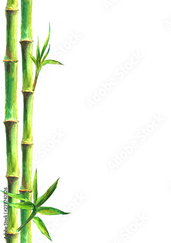 Bamboo forest spa background. Watercolor hand drawn green botanical illustration with space for text