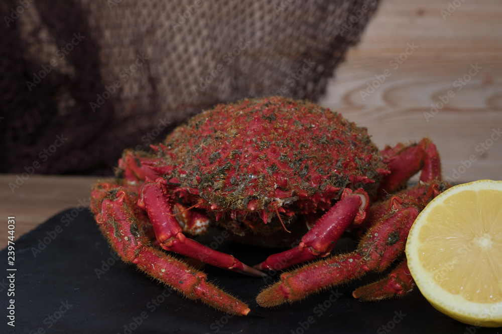 galician crab from the estuary, wild fresh seafood galician crab from the estuary, wild fresh seafood