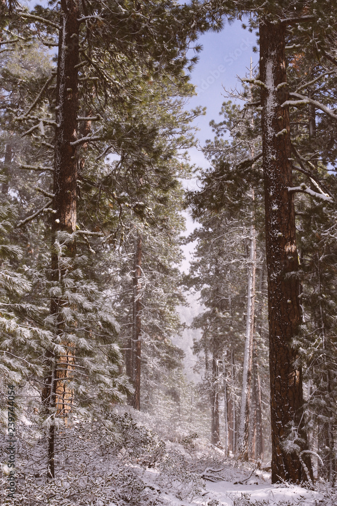 Fototapeta premium Snow path