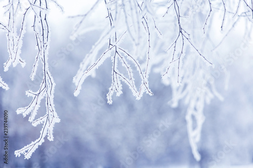 Winter tree branch in snow and frost blue background close-up