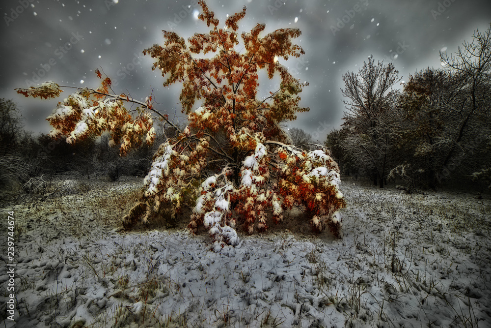 WINTER TREE IN BELARUSSIA WINTER TREE IN BELARUSSIA