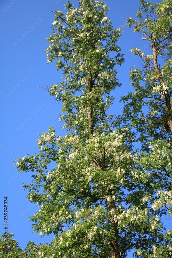 Obraz premium Robinia pseudoacacia tree with flowers in sping in Binz Rügen, Germany
