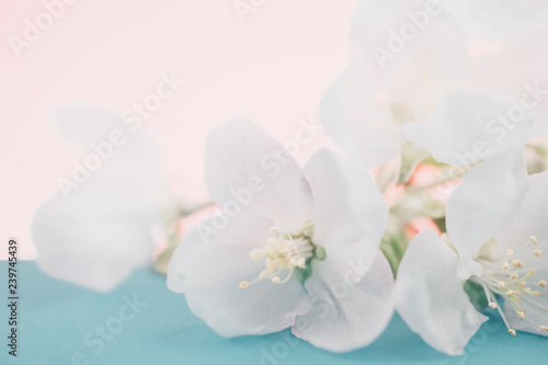 Apple blossoms over blurred color background